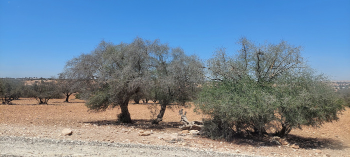 argan trees Morocco